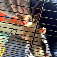 Petauri dello zucchero