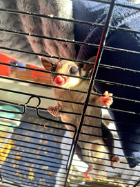 Petauri dello zucchero