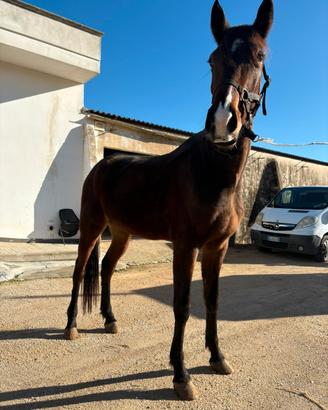 Cavallo