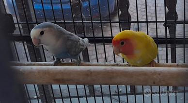Inseparabili