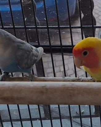 Inseparabili
