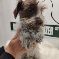 Schnauzer nano Parti Color