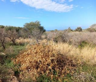 Terreno rustico