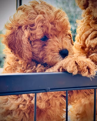 BARBONCINI TOY RED