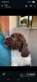 Lagotto femmina splendida