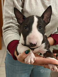 Cuccioli bull terrier