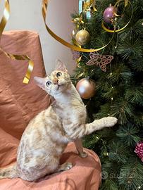 Stupendo bengala mink di 7 mesi