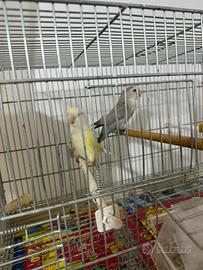 Pappagallo inseparabili 65