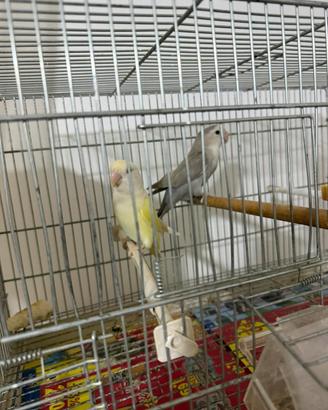 Pappagallo inseparabili 65