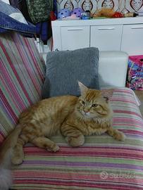 Mainecoon