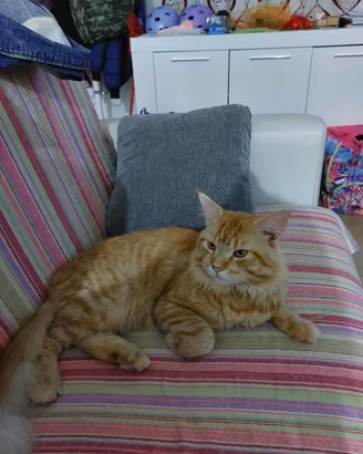 Mainecoon