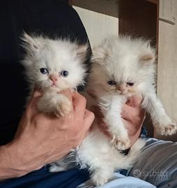 Gattini persiani