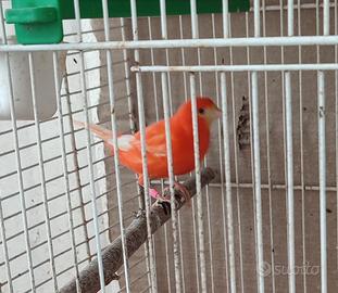 canarina