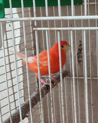 canarina