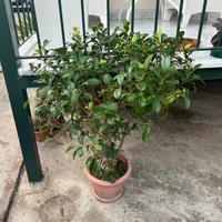 Bonsai di ficus alto circa 130 cm