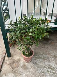 Bonsai di ficus alto circa 130 cm