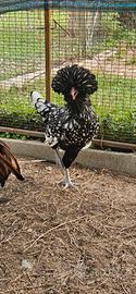 Coppia galline Padovane