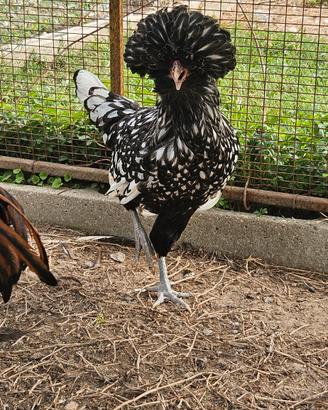 Coppia galline Padovane