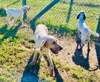 Cuccioli Setter Inglese