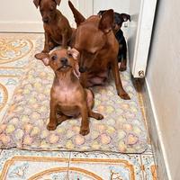 Cuccioli di Pinscher nano