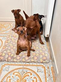 Cuccioli di Pinscher nano