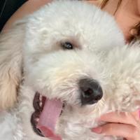 Barbone nano maschio disponibile per monta