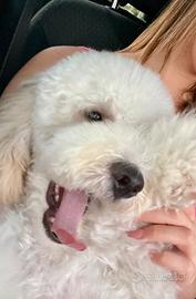 Barbone nano maschio disponibile per monta