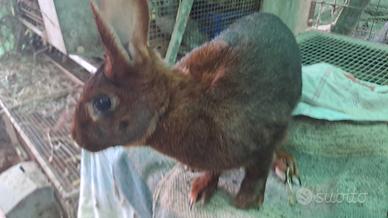 Coniglia lepre belga