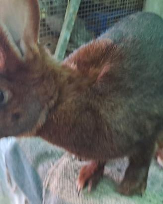 Coniglia lepre belga