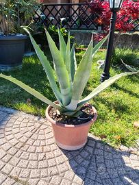 Agave americana