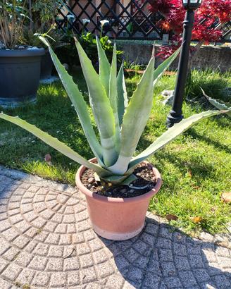 Agave americana