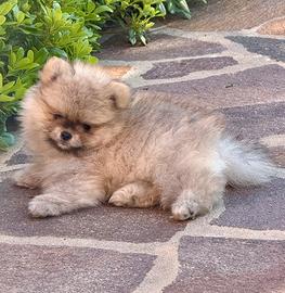 Mini cuccioli spitz pomerania