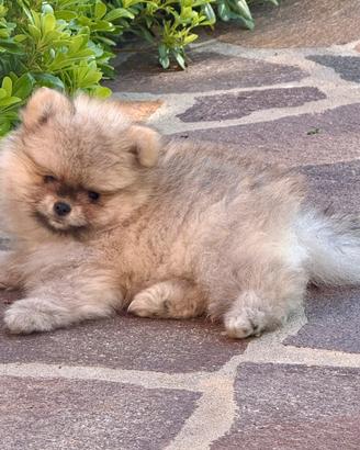Mini cuccioli spitz pomerania