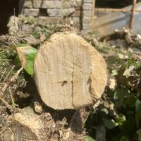 Legno di Bosso