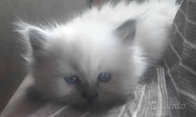 Gatti origine da Siberiani certif nuova cucciolata