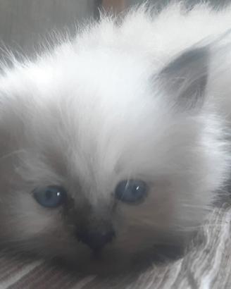 Gatti origine da Siberiani certif nuova cucciolata