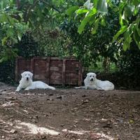 Cuccioli di pastore maremmano abruzzese