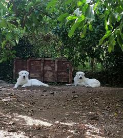 Cuccioli di pastore maremmano abruzzese