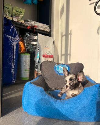Cucciolo chihuahua mini merle pelo corto