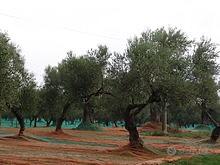 Oliveto Nuraminis