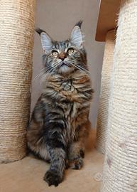 Maine Coon con pedigree