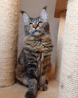 Maine Coon con pedigree