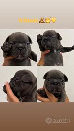 bulldog francese blu
