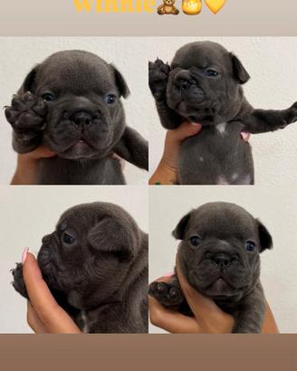 bulldog francese blu