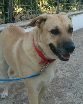 Thor non facciamolo morire in gabbia