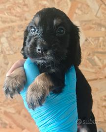 Cocker spaniel nero focato