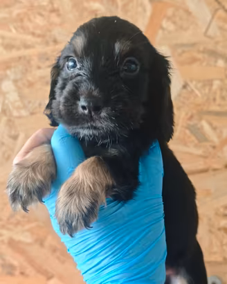 Cocker spaniel nero focato