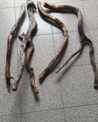 Radici in Faggio per Trespoli e Rettilari