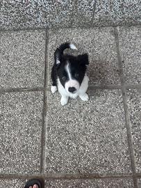 Animali