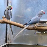 Pappagalli Palermo